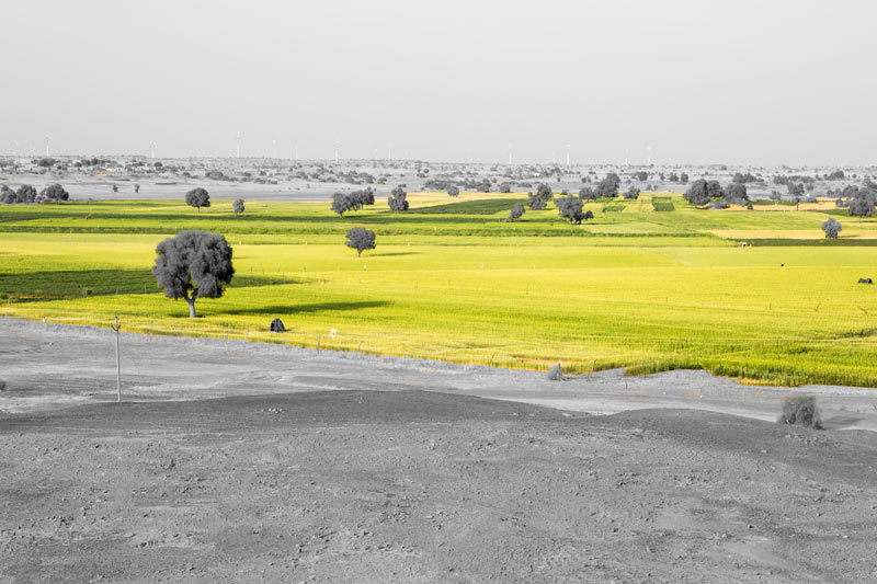 Khadin-A Nature-Based Solution for Water for Agriculture in Thar Desert, Jaisalmer district, Rajasthan - Masurdi Khadin with standing 'rabi' crops